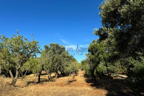 Landejendom i Ostuni, Brindisi, Ostuni - € 70.000 | Ref: 172708 - foto 17